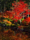 Charming scene of colorful red maple tree  with small pond in japanese temple garden Royalty Free Stock Photo