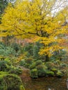 Charming scene of colorful yellow maple trees in japanese temple garden for background Royalty Free Stock Photo