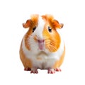 Charming scene of a guinea pig on a clean white backdrop