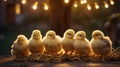 Adorable Fluffy Baby Chicks Nestled Together in Warm Golden Light Royalty Free Stock Photo