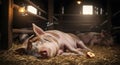 Peaceful Pig Sleeping in Barn Royalty Free Stock Photo