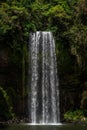 Scenery of the Millaa Falls, Atherton Tablelands, Queensland, Australia Royalty Free Stock Photo