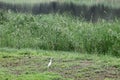 Charming scenery of suburban wetland park.. Royalty Free Stock Photo