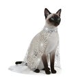 Siamese Cat in Halloween Spiderweb Cape Costume Royalty Free Stock Photo