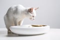 A charming, side-profile image of a cat attentively eating from a stylish, food dish, elegant posture of the feline, set against a Royalty Free Stock Photo