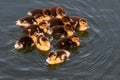 Charming sight of adorable ducklings swimming together