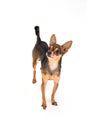 Charming sleek-haired russian toy-terrier. Royalty Free Stock Photo