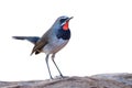 charming slim bird standing on vocano rock isolated on white background, male of chinese rubythroat