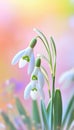 Charming snowdrop flowers in bloom on a soft pastel background for nature and spring lovers Royalty Free Stock Photo