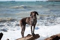 Charming sports hunting German breed smooth haired cop. Kurzhaar brown with spots standing on large log on background of blue sea