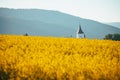 Charming Spring Countryside: Church Nestled in a Sea of Golden Blooms Rural Agricultural Landscape