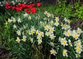 Charming spring flowers white and yellow narcissus, daffodils, and red tulips blooming profusely in the flowerbed in spring Royalty Free Stock Photo