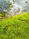 Charming spring moss spring arrival