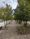 A charming stone path meandering through a corridor of majestic trees