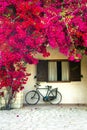 Charming street house decoration with old bike and blooming red flowers Royalty Free Stock Photo