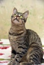Charming striped cat Royalty Free Stock Photo