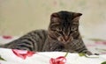 Charming striped cat Royalty Free Stock Photo