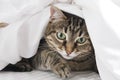 Charming striped cat peeks out from under a white blanket Royalty Free Stock Photo