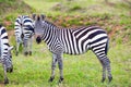 Charming striped zebras graze