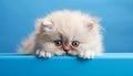 Charming studio shot of an irresistibly cute cat striking a pose on an isolated background