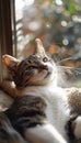 Adorable Tabby Cat Relaxing Near Window with Sunlit Bokeh Background, Capturing Tranquility, Warmth, and Feline Charm in Cozy Royalty Free Stock Photo