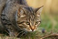 Charming tabby cat hunting in the garden on a warm summer day Royalty Free Stock Photo