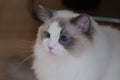 Charming tabby cat sitting on a floor with bright blue eyes looking aside