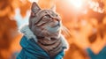 Stylish Tabby Cat in Blue Jacket Against Golden Autumn Sunset Royalty Free Stock Photo