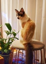 Charming tabby kitten under beautiful light sitting on stool