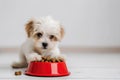 Adorable Puppy with Red Food Dish Royalty Free Stock Photo