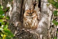 Tawny Owl - Strix aluco at roost.