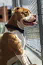 A charming and tender pitbul smiling Royalty Free Stock Photo