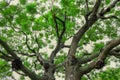 The charming and thick branches of the big tree.A scenic scene. Royalty Free Stock Photo