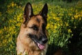 Charming thoroughbred dog in blooming yellow field in flowers in summer or late spring. Beautiful black-and-red German Shepherd