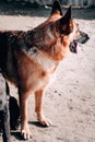 Charming thoroughbred dog from the kennel. German shepherd black and red color looks into the distance, a large portrait in