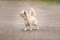 Charming toy dog that will fit in pocket or bag. Long haired fluffy white Chihuahua dog stands in stand at dog show and poses