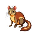 Charming Tree Shrew Color Illustration Royalty Free Stock Photo