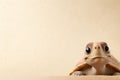 Charming turtle with wide-eyed wonder against a beige backdrop, perfect for educational content, childrens products, and Royalty Free Stock Photo