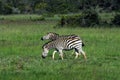 Africa- Two Wild Zebras Feeding on Wildflowers in a Wilderness Meadow Royalty Free Stock Photo