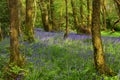 Charming View through Woodland in May, West of Scotland