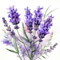 A charming watercolor botanical illustration of a sprig of lavender by AI generated