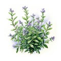 A charming watercolor botanical illustration of a sprig of thyme by AI generated