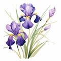 Charming Watercolor Painting Of Purple Wild Irises With Cypress Branches Royalty Free Stock Photo