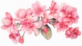 Charming Watercolour Begonia Illustration With Yucca Tree