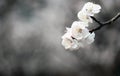 Charming white apricot flowers are in full bloom. Royalty Free Stock Photo