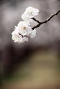 Charming white apricot flowers are in full bloom Royalty Free Stock Photo