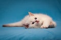 Charming white British kitten with blue eyes lies quietly