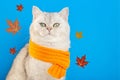 An imposing white cat sitting in an orange knitted scarf on a blue background with autumns leaves.