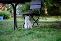 A charming white cat is sitting under a garden chair Royalty Free Stock Photo