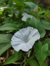 Charming white kale flowers